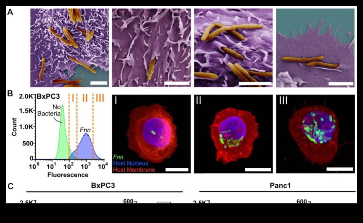 Proteinele și microbiomul intestinal: o interacțiune dinamică