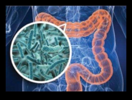 Proteinele și microbiomul intestinal: o interacțiune dinamică