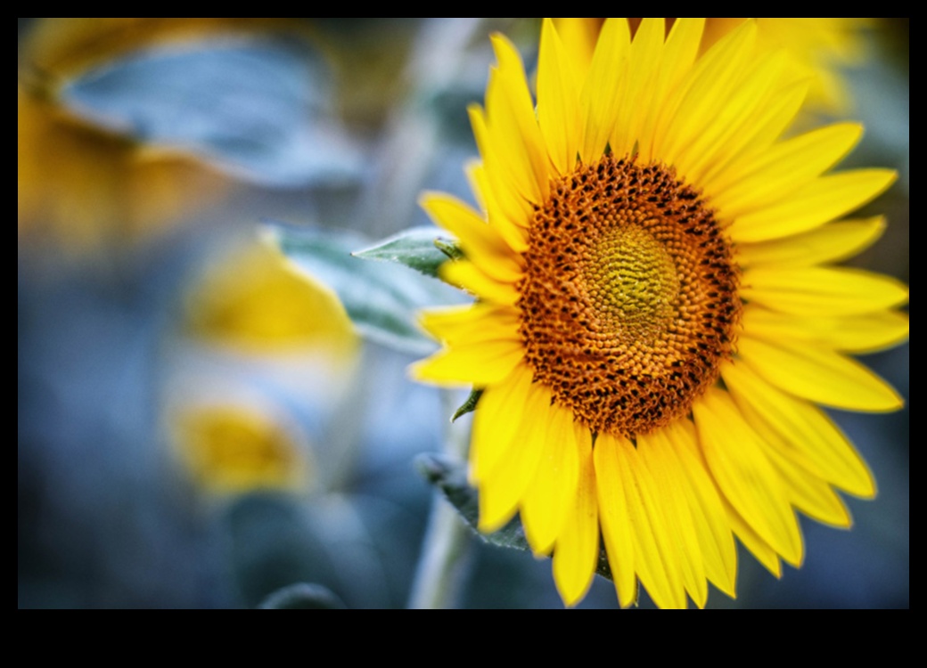 Dincolo de focalizare automată: stăpânirea focalizării manuale pentru fotografia artistică