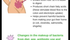 Influența sănătății intestinale asupra dietelor de slăbit