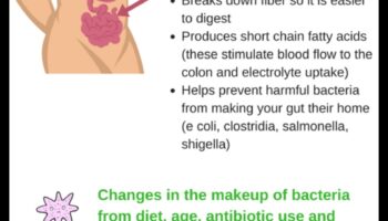 Influența sănătății intestinale asupra dietelor de slăbit